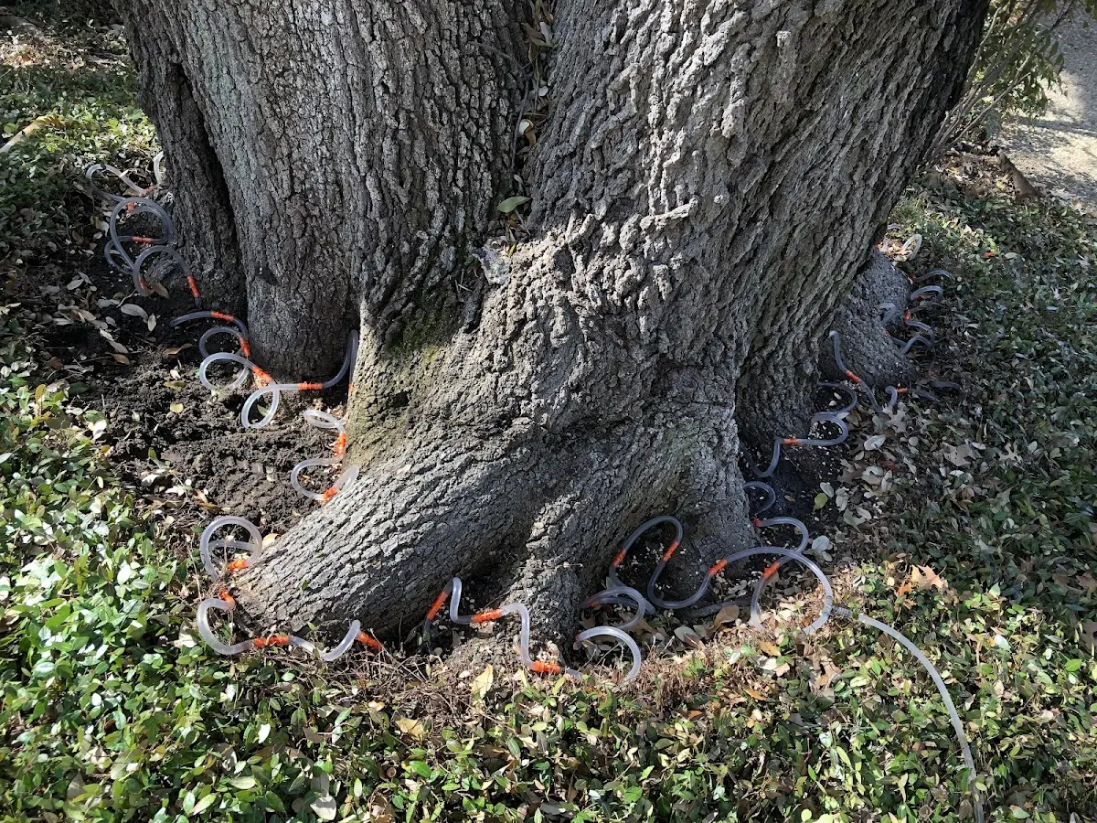 Detailed Tree Cabling and Bracing job site in Richville