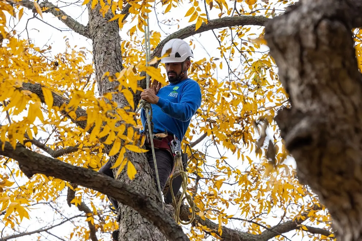 Skilled Tree Planting crew working in Richville